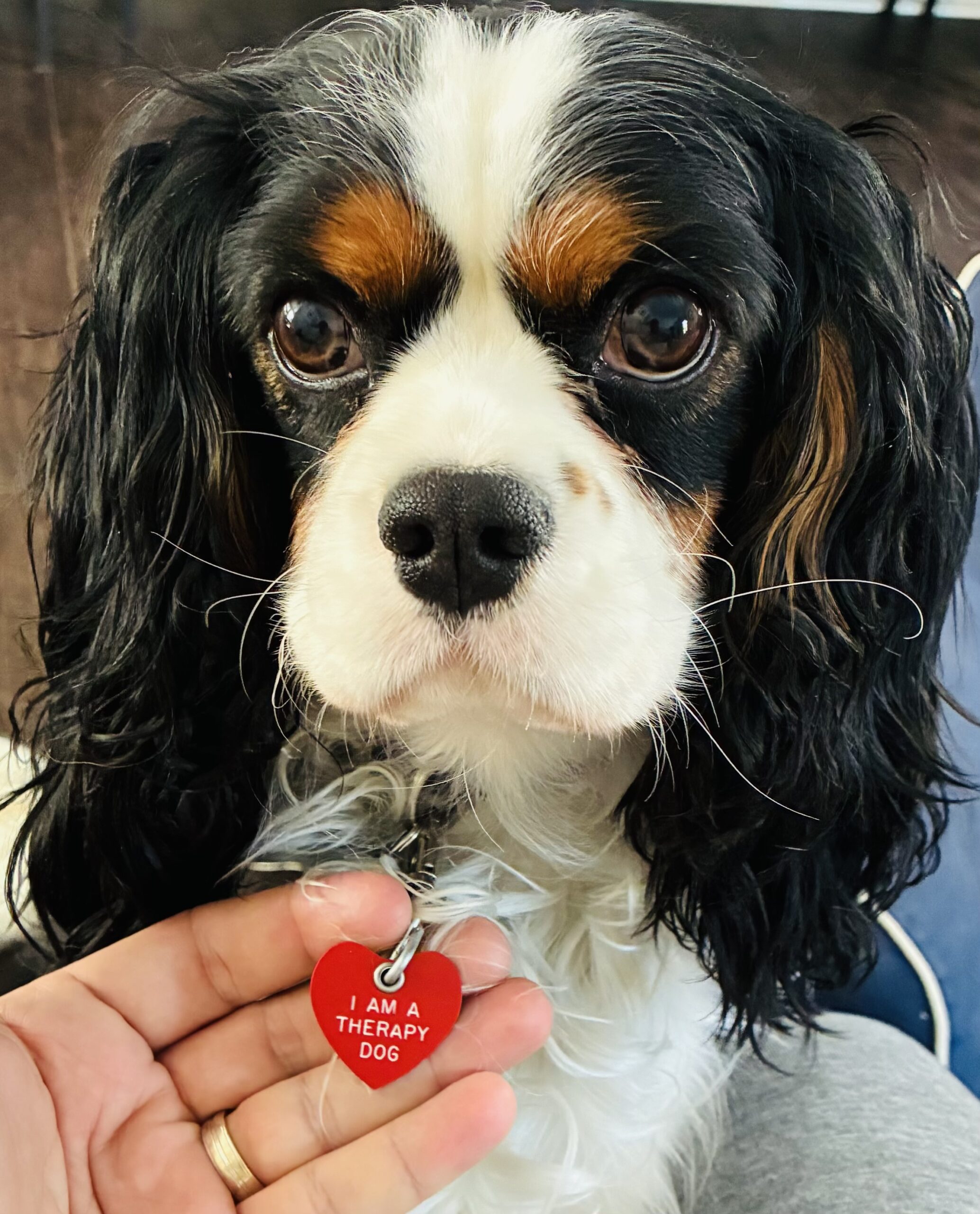 Dawson with his therapy dog tag