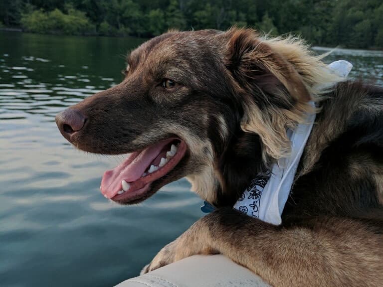 Elisabeth's dog Otis